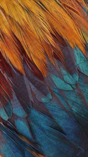 Colorful Feathers Wallpaper For Your iPhone Xr From Everpix