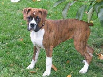 Pics Of Boxers Dog Wallpaper Desktop