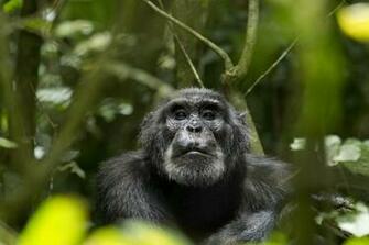 Chimpanzee Wallpaper
