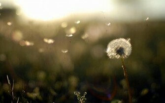 Dandelion Flower Background