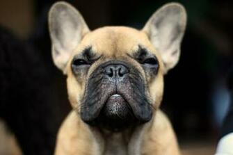 French Bulldog Wallpaper HD
