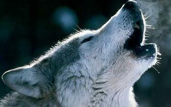 Wolf Face Wallpaper