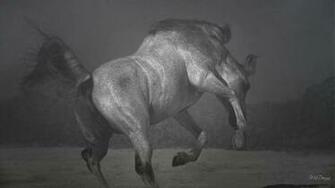 Black And White Horse Wallpaper HD Pictures
