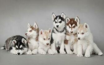 Dogs Husky Wallpaper