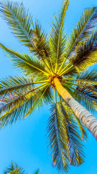 California Summer Wallpaper
