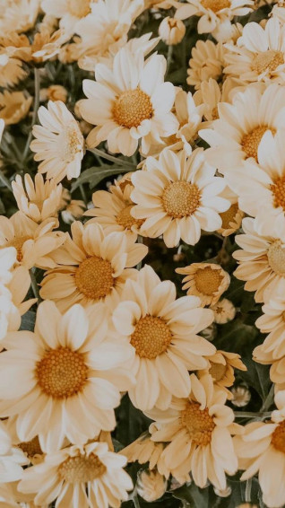 Darling Aesthetic Spring Wallpaper For iPhone