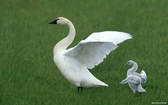 Wallpaper Animal Microsoft Exquisite Pictures