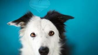 Location Home Animals Dogs Black And White Dog Wallpaper