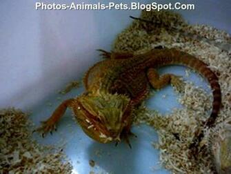 Red Bearded Dragon Photos