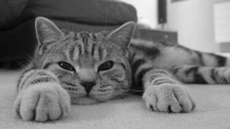 Serious Cat High Definition Wallpaper HD