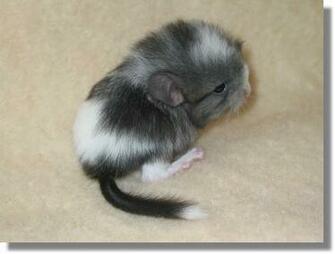 Chinchilla Topics On Exotic Domestic Farm And