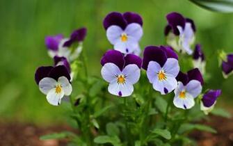 Pansy Violet White Leaves Wallpaper