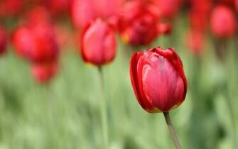 Red Tulip Wallpaper