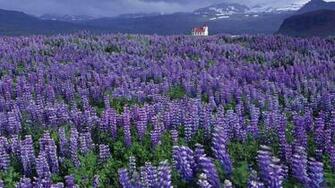 Wallpaper Lavender Field X Desktop And
