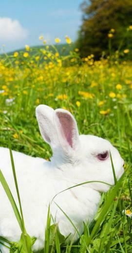 Cute Easter Bunny HD Wallpaper For iPhone