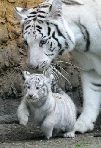White Tigers Cute Tiger And Cubs Photo Picture HD Wallpaper