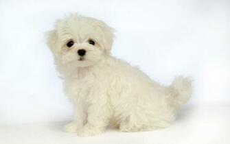 Fluffy Maltese Puppy Dogs White Puppies