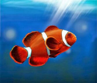 Desktop HD Wallpaper S Clown Fish