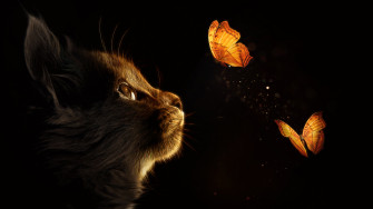 Kitten Wallpaper 4k Cat Butterflies