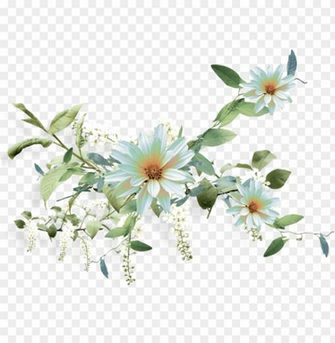 Nurcan C Ceo Lu Emeksensin Small White Aster Png Image