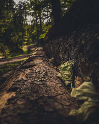 Green And Brown Wallpaper