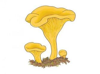 Chanterelle Mushrooms