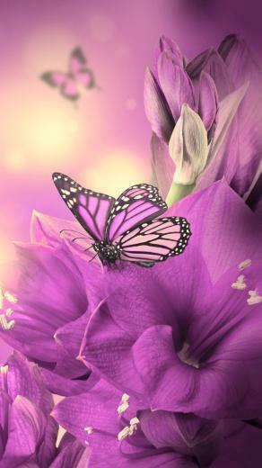 Beautiful Wallpaper For Mobile Phone Image
