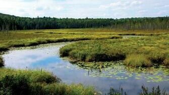 Wetlands Wallpaper