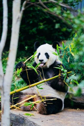 Panda Wallpaper HD Hq
