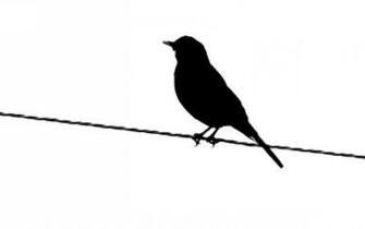 Bird Silhouette Wallpaper