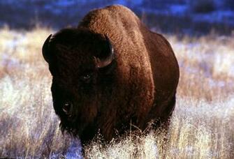 Bison Wallpaper