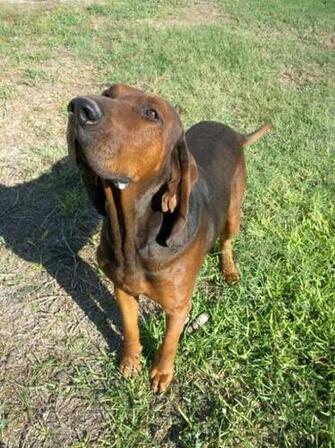 Redbone Coonhound Dog Face Photo And Wallpaper Beautiful