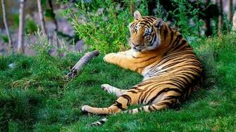 High Resolution Tiger Wallpaper Splendid HD