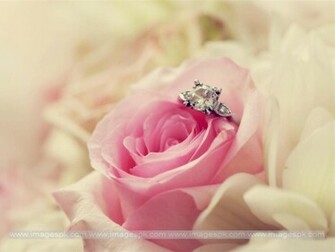 Soft Pink Rose Wallpaper