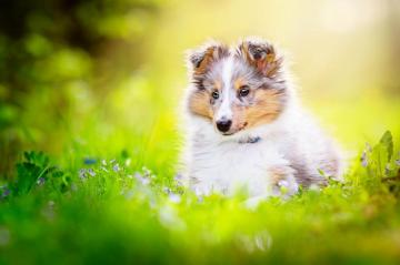 Shetland Sheepdog 4k Ultra HD Wallpaper Background Image