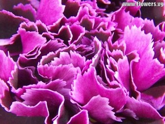 Carnation Wallpaper Purple