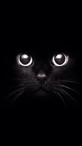 Black Cat Dog Wallpaper Aesthetic