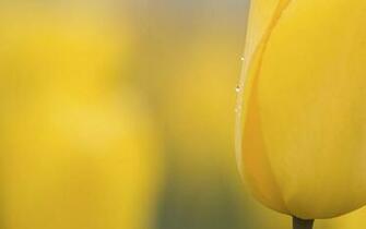 Bud Blossom Picture HD The Yellow Wallpaper