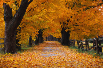 Finally Windows Xp S Autumn Wallpaper In Full Res R