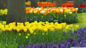 Spring Wallpaper HD Garden