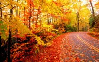 On July By Admin Comments Off Fall Foliage Wallpaper