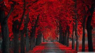 Read Sources Red Wallpaper White Flower Bedroom