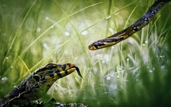 Animal Planet Snake Reptile Macro Wild Picture Wallpaper HD