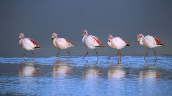 Flamingo Desktop Picture Wallpaper