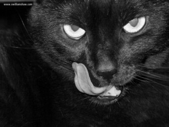 Witchcraft Wallpaper Blackcat1024x768