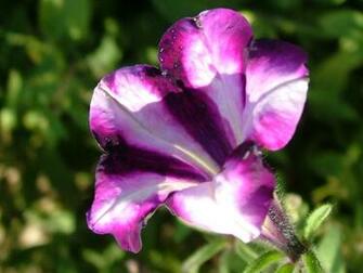 Flowers Photos Violet Flower