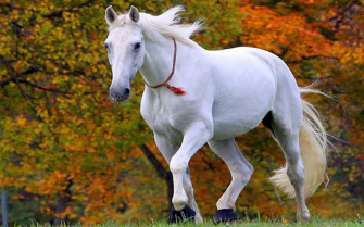 White Horse Wallpaper On