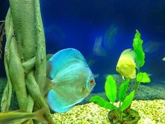 Discus Fish Photos Wallpaper The Fun Bank