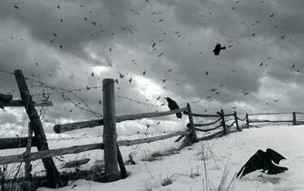 Crows Desktop Pc And Mac Wallpaper