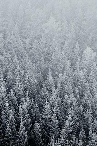 Winter Pine Trees iPhone Wallpaper HD